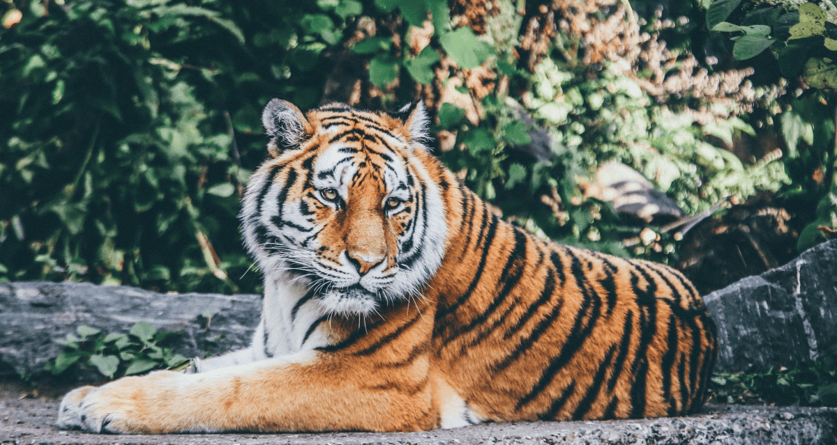 Capture Every Moment In The Wild World